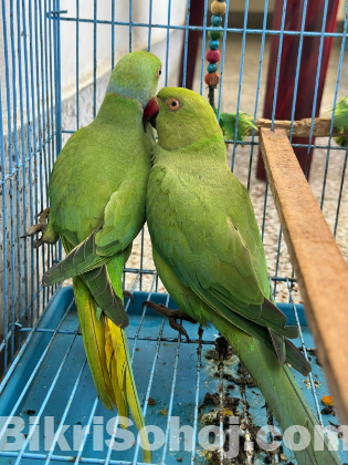 Ringneck Parrot